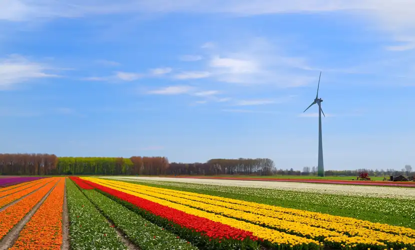 Campos de Tulipa nos Países Baixos