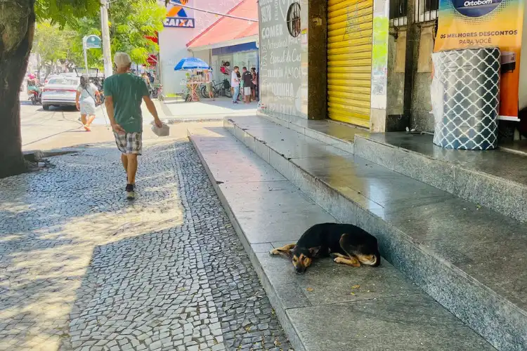 Cachorro de rua deitado na calçada.