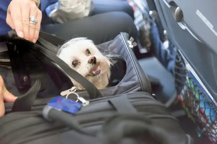 Como levar cachorro para Portugal de avião