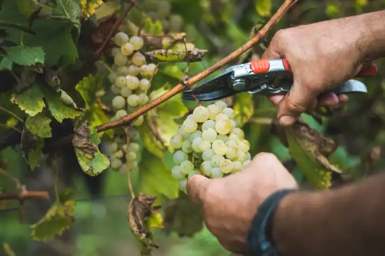 Colheitas de uvas na França para fabricação do Champagne