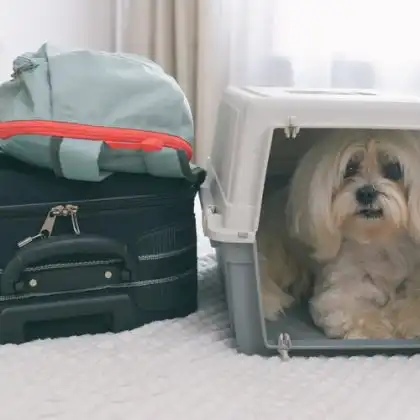 Cachorro na caixa de transporte ao lado de bagagem.