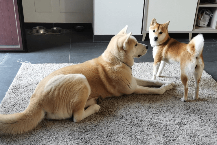 Dois cães em uma sala na Itália