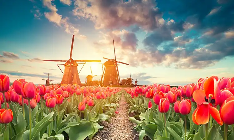 Melhores cidades para morar na Holanda tulipas