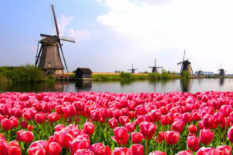holanda campo de tulipas