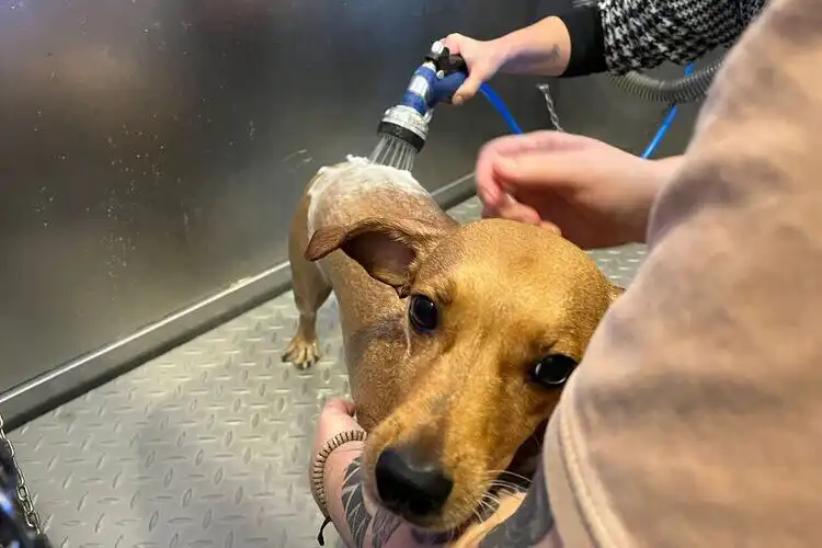 Pessoa dando banho em seu cachorro