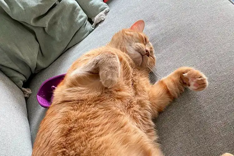 Gato laranja deitado em sofá