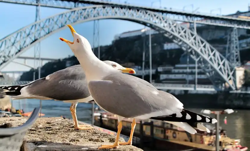 sobre morar no Porto: as gaivotas