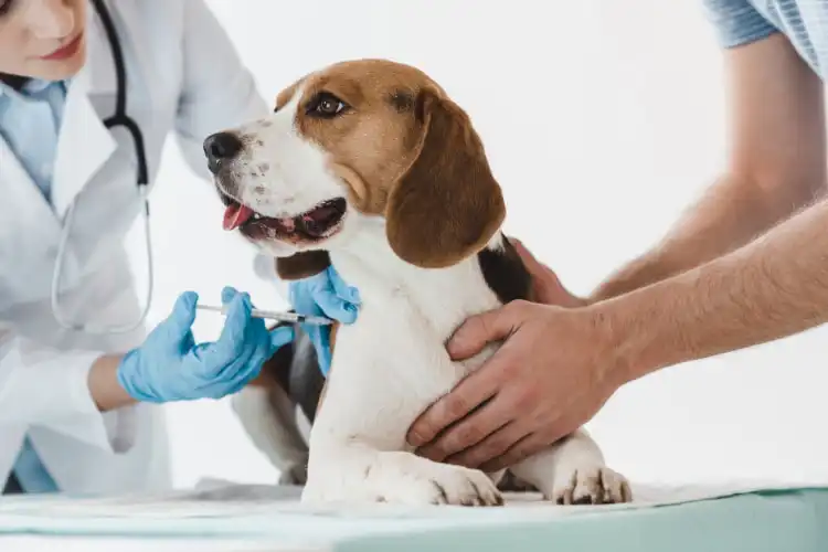Vacinação em cachorro