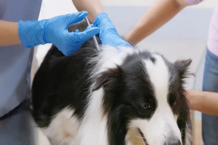 Aplicação de vacina em cachorro