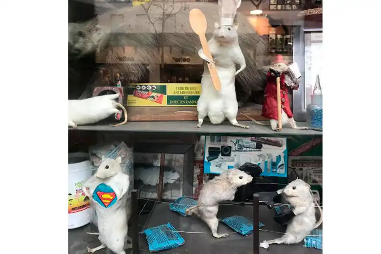 vitrines com ratos na França