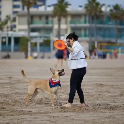 Ter um animalzinho na Espanha é comum, mas não é necessariamente fácil