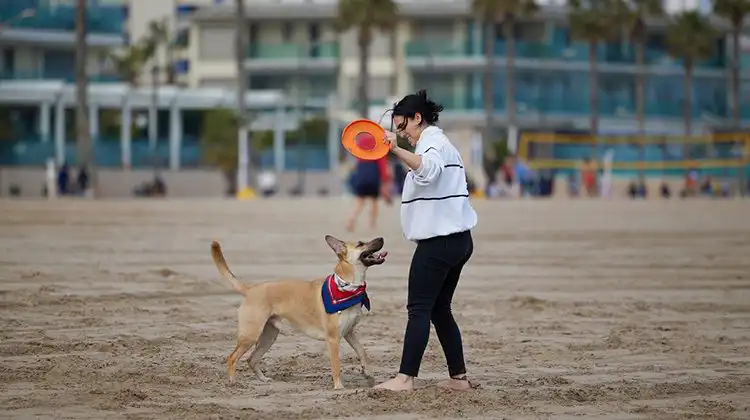 Ter um animalzinho na Espanha é comum, mas não é necessariamente fácil