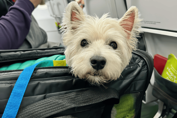 Um dos passos de como levar o cachorro no avião é providenciar a caixa transportadora.