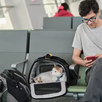 Homem no aeroporto vai levar cachorro para Itália no porão e gato na cabine com ele