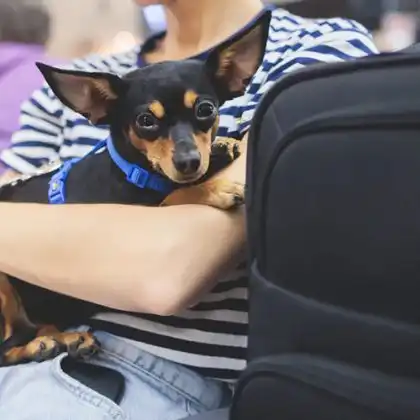Cachorro viaja com passaporte europeu para animais