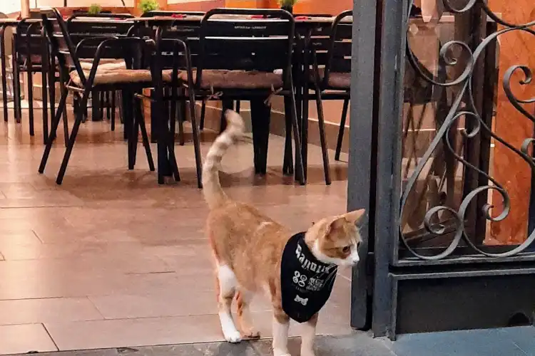 Ter pet na Espanha é comum e existem muitos restaurantes pet friendly.