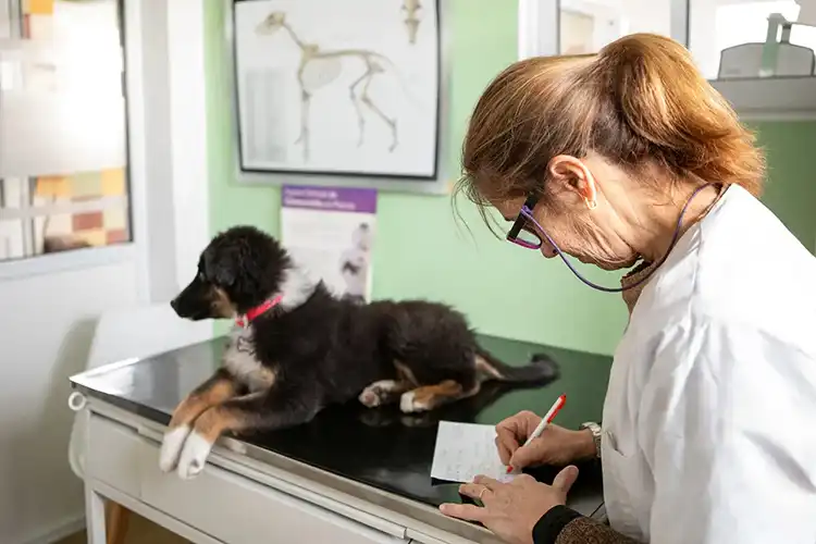 Veterinária preenchendo ficha de cachorro