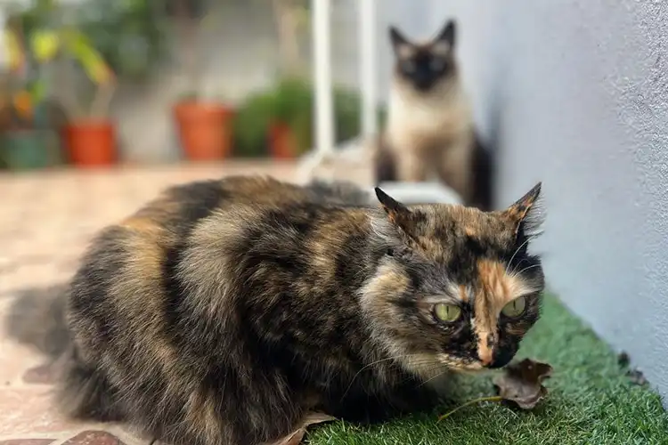 Dois gatos no quintal de casa