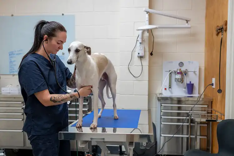 Médica veterinária examina cachorro
