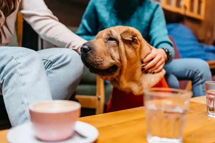 Cachorro Shar-pei é um exemplo de raça braquicefálica.