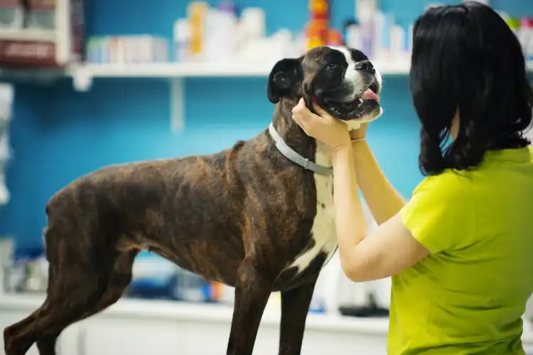 Para viajar com cachorros braquicefálicos, uma visita ao veterinário é fundamental.