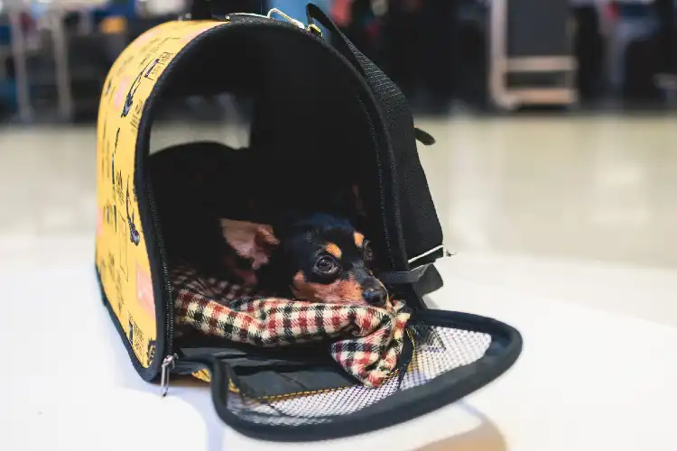 Transporte de pets no avião acompanha regras