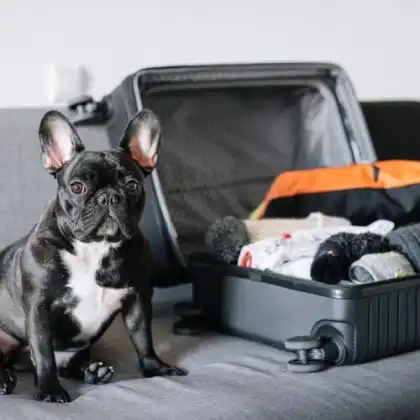 Companhias aéreas têm regras específicas para viajar com cachorros braquicefálicos.