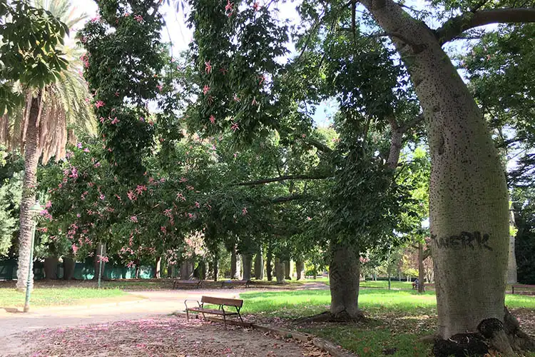 É comum fazer festas nos jardins de viveiros em Valência