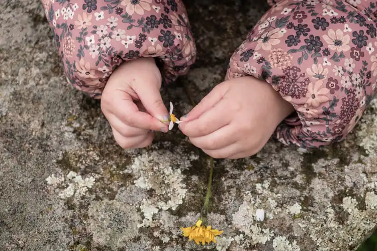 Mãos de criança com casaco florido rosa despedaçam uma margarida sobre uma pedra.