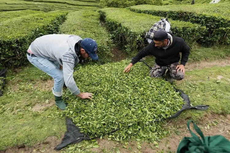Imigrantes trabalhadores rurais contribuem para a Segurança Social