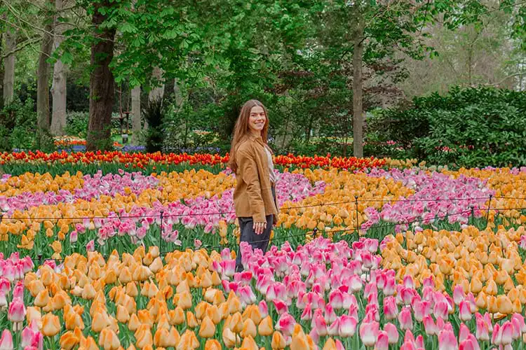 Campo de tulipas coloridas na Holanda